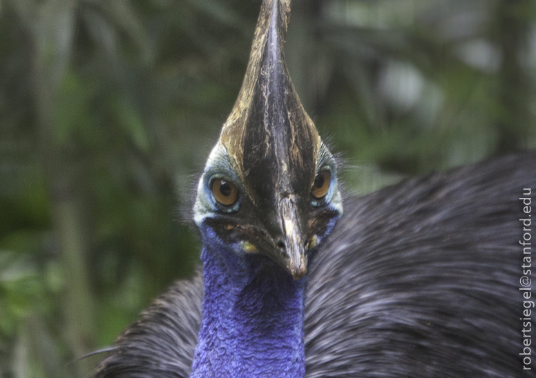 Cassowary